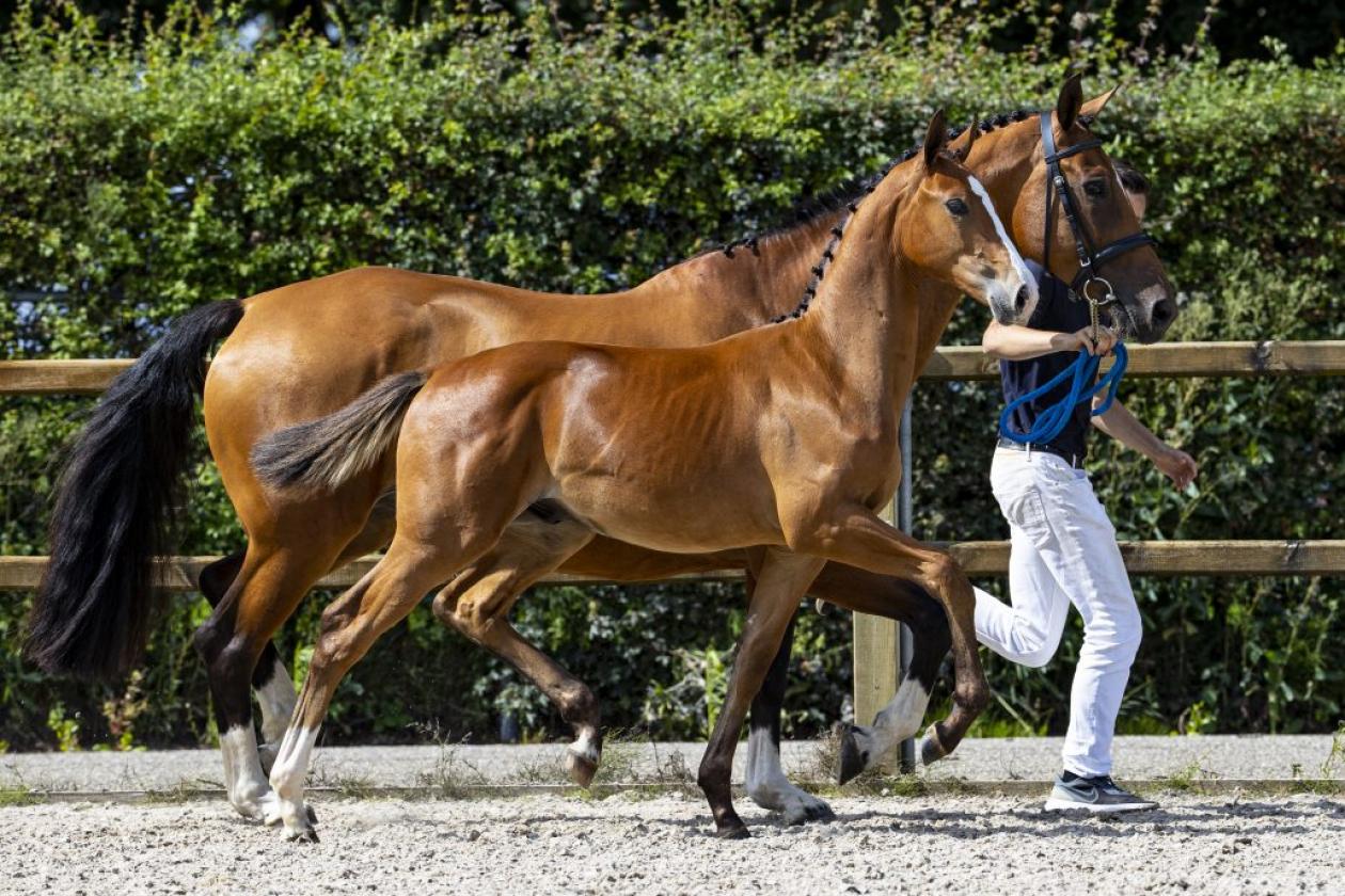 Foal Auction Prinsjesdag!