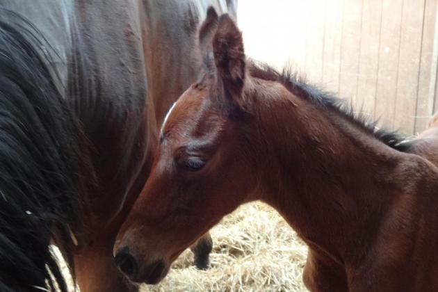 Another colt!