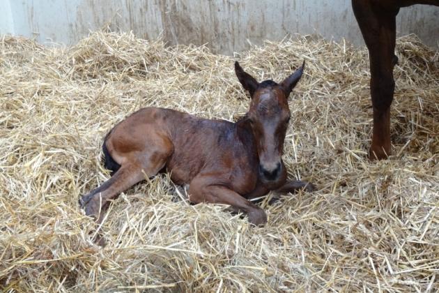 Merrieveulen voor Gold Lady!