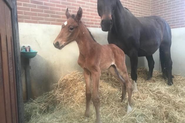 VDL Groep Alexia Z opnieuw mama.