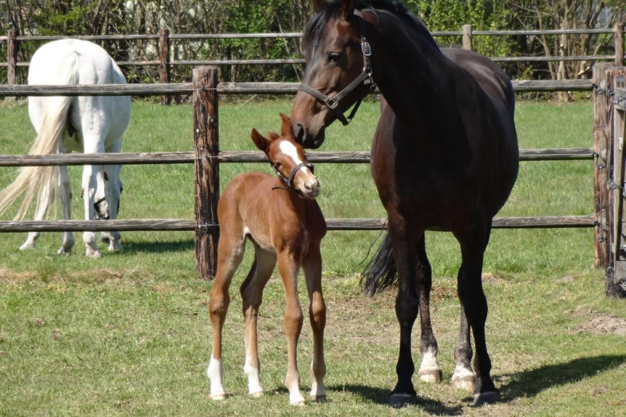 More foals!