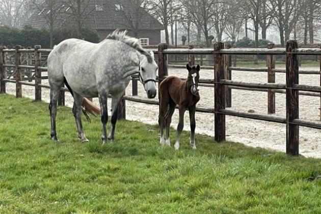 Veulenseizoen 2022 gaat van start!