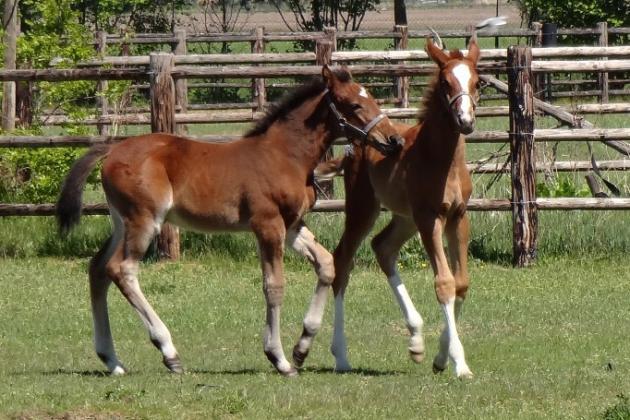 Pretty foals!