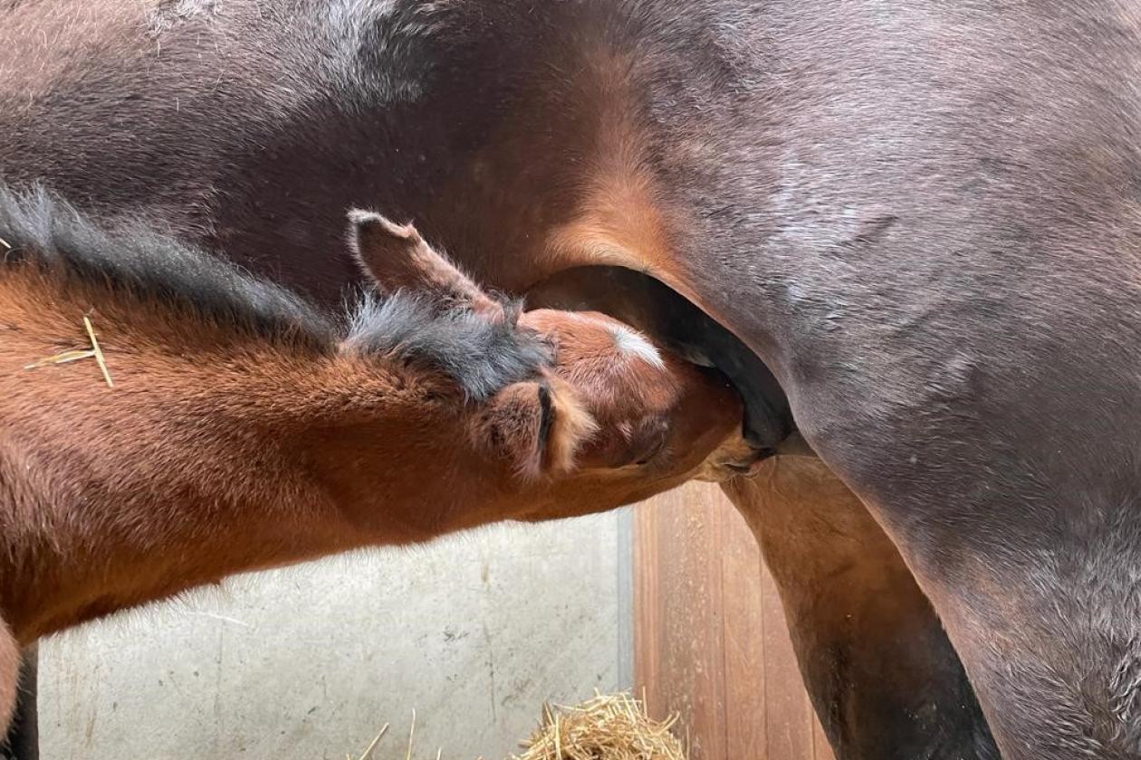 Foalseason has started!