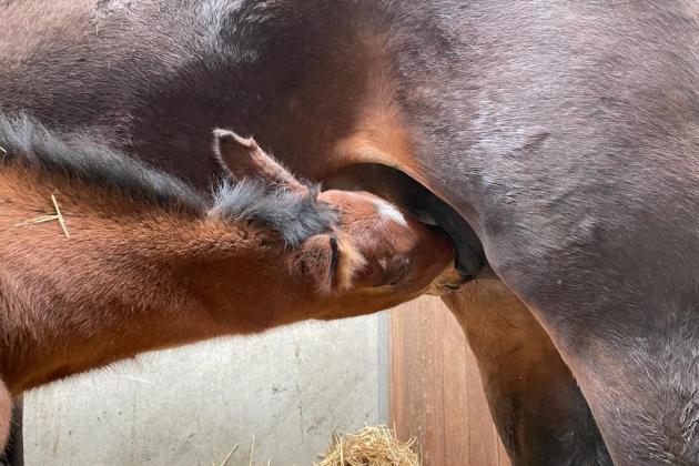 Foalseason has started!