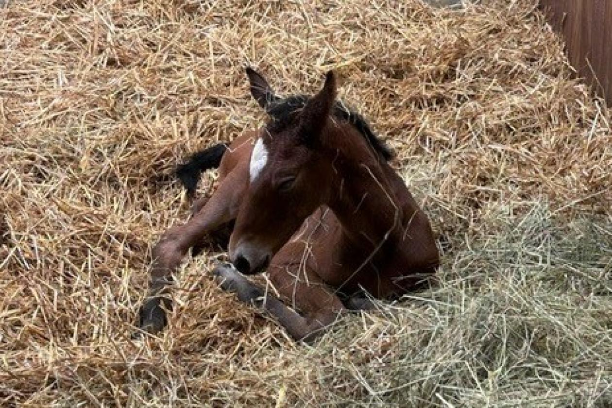 More foals!